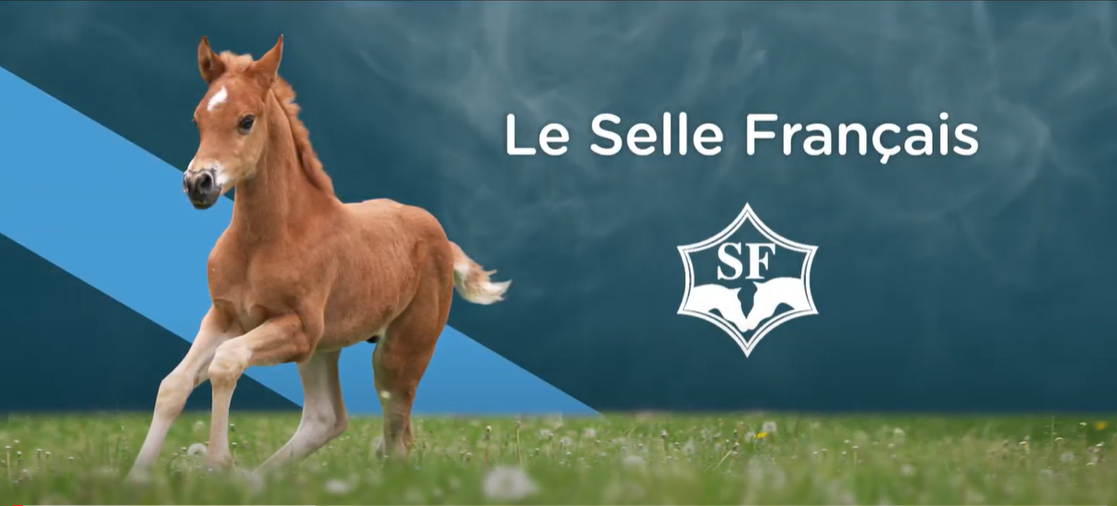 <REPLAY> - Le Stud-book Selle Français - SBSF