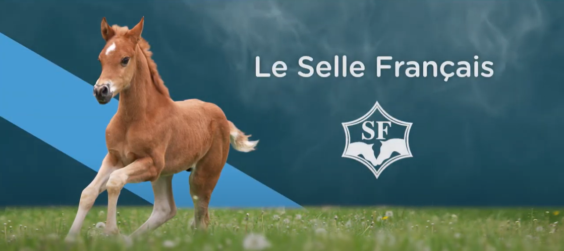 <REPLAY> - Le Stud-book Selle Français - SBSF